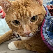 Cheeto is registered to the contest to win money with this photo: bedding, blanket, cat, close_up, dresser, eye_contact, furniture, ginger_cat, indoor, mobile_ui, nose, orange_fur, paws, pet, portrait, quilt, screenshot, text_overlay_ui, whiskers, white_paw