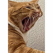 Cheetah joined the competition — help win amazing prizes! cat, close_up, fur, indoor, mouth_open, nose, orange_tabby, paw, pet, portrait, resting, rounded_frame, smartphone_screenshot, textured_wall, thumbnail_strip, timestamp, tongue, ui_elements, whiskers, yawn