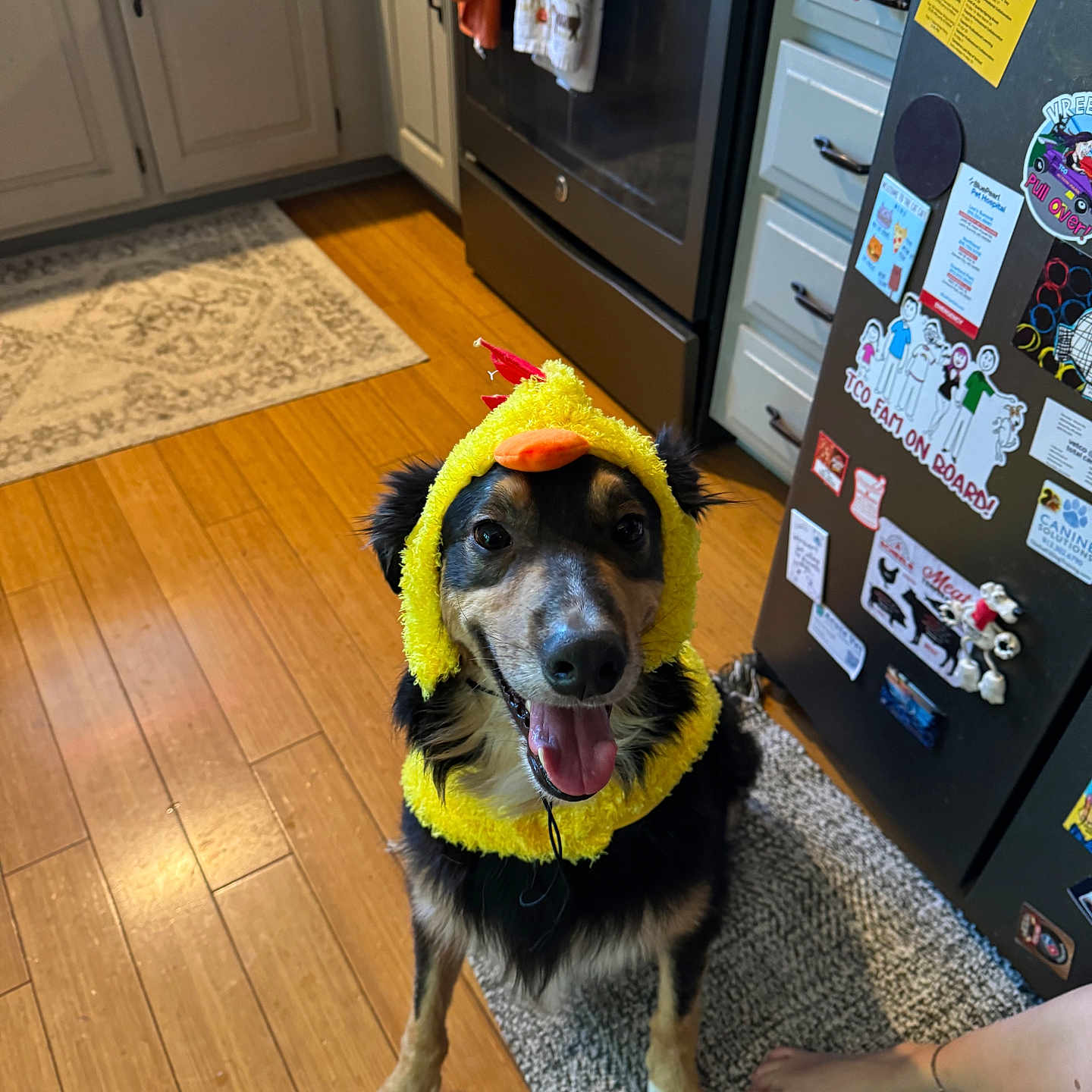 Moose is registered to the contest to win money with this photo: accessories, animal, baby, cabinet, canine, device, dog, flower, flowerarrangement, furniture, hardwood, homedecor, hound, indoors, interiordesign, person, pet, plant, rug, wood