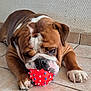 Uber participe au concours pour gagner de l'argent avec cette photo : bulldog, puppy, dog, toy, orange_ball, chewing, floor, tile, brown_fur, white_fur, paw, claws, wrinkles, pet, indoor, cute, animal, playing, closeup, resting