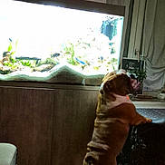 Uber participe au concours pour gagner de l'argent avec cette photo : bulldog, dog, fish_tank, aquarium, fish, plants, wooden_floor, curious, pet, indoor, furniture, cabinet, home, animal, canine, standing, night, room, curtains, cage