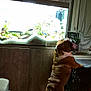 bulldog, dog, fish_tank, aquarium, fish, plants, wooden_floor, curious, pet, indoor, furniture, cabinet, home, animal, canine, standing, night, room, curtains, cage