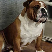 Uber a rejoint le concours — aidez-le/la à gagner de superbes lots ! animal, brown, bulldog, canine, companion, dog, domestic_animal, expression, face, floor, furniture, indoor, mammal, paw, pet, pet_indoor, portrait, sitting, white, wooden_floor