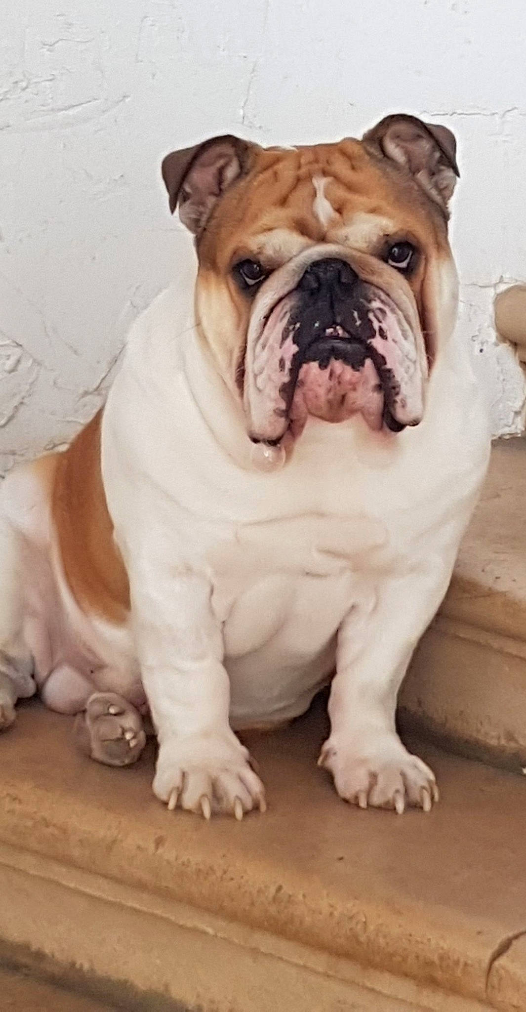 Macho a rejoint le concours — aidez-le/la à gagner de superbes lots ! american_bulldog, ancient_dog_breeds, australian_bulldog, british_bulldogs, bulldog, canidae, carnivore, companion_dog, dog, dog_breed, mammal, non_sporting_group, old_english_bulldog, olde_english_bulldogge, renascence_bulldogge, skin, snout, toy_bulldog, vertebrate, white_english_bulldog