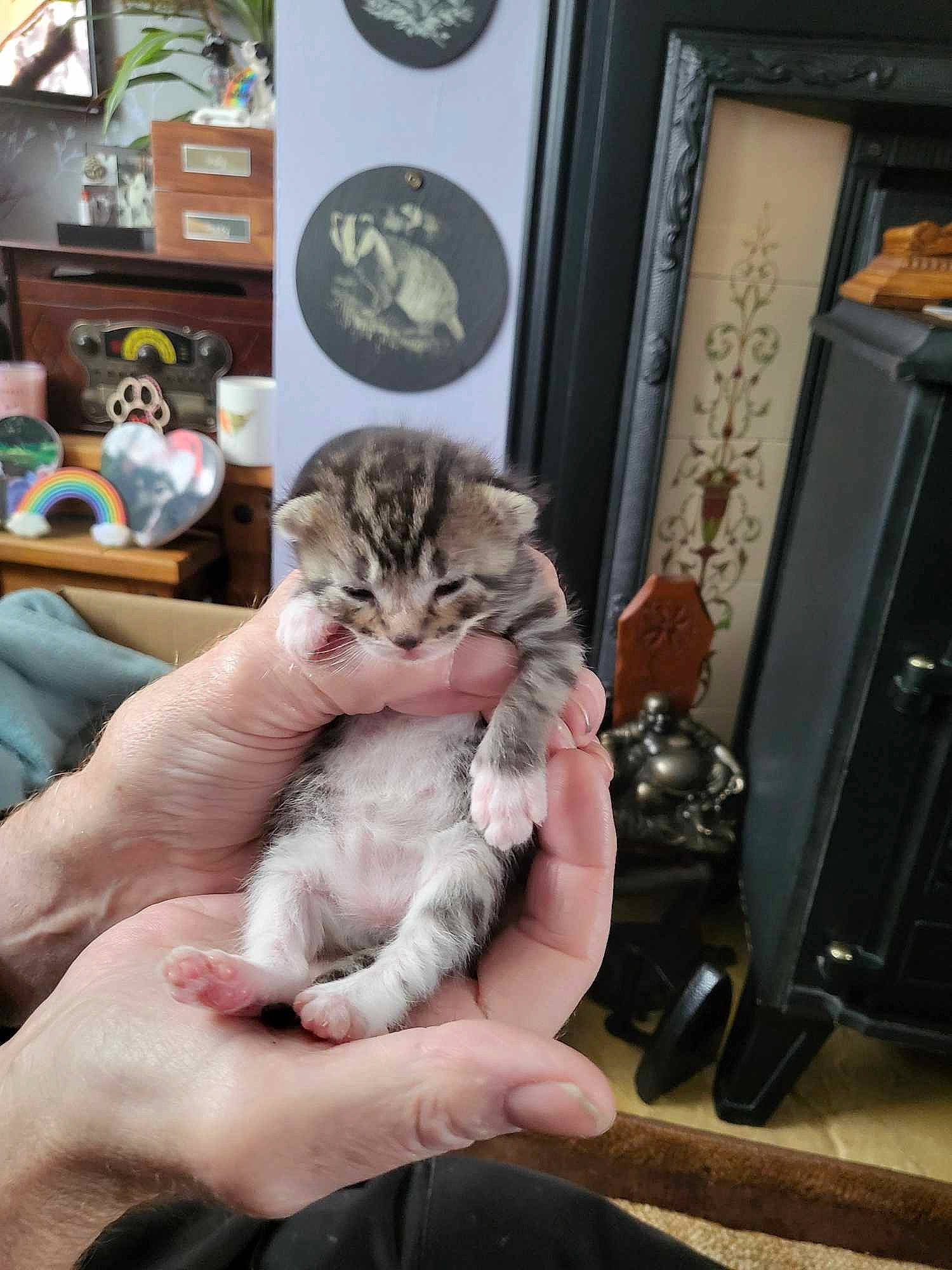 Ozzy is registered to the contest to win money with this photo: carnivore, cat, claw, clock, comfort, domestic_short_haired_cat, door, felidae, fur, human_leg, nail, paw, picture_frame, room, sitting, small_to_medium_sized_cats, tail, whiskers, wood