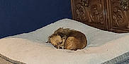 Foxy Lady is registered to the contest to win money with this photo: dog, small_dog, pet_bed, curled_up, floor_rug, carpet, wooden_cabinet, indoor, cozy, furniture, brown_dog, resting, sleepy, home_interior, animal, cute, tiny, fluffy_bed, quiet, relaxed