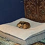 dog, small_dog, pet_bed, curled_up, floor_rug, carpet, wooden_cabinet, indoor, cozy, furniture, brown_dog, resting, sleepy, home_interior, animal, cute, tiny, fluffy_bed, quiet, relaxed
