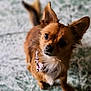 Foxy Lady joined the competition — help win amazing prizes! dog, small_dog, brown_dog, fluffy, big_ears, bandana, pet, animal, cute, looking_up, indoor, floor, fur, portrait, companion, domestic_animal, friendly, alert, canine, mammal