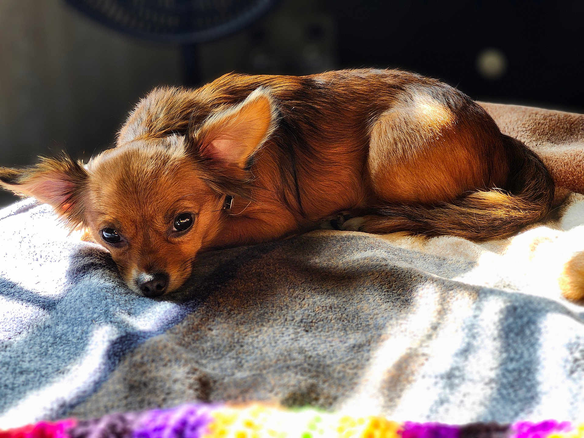 Foxy Lady