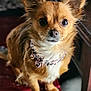 Foxy Lady joined the competition — help win amazing prizes! dog, small_dog, fluffy_fur, brown_fur, white_fur, collar, bow, leopard_print, pet, animal, indoors, red_surface, close_up, portrait, cute, alert, whiskers, ears, sitting, domestic_animal