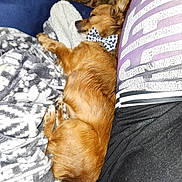 Foxy Lady joined the competition — help win amazing prizes! dog, sleeping, bow_tie, blanket, patterned_blanket, furry, cute, small_dog, cozy, resting, indoor, pet, animal, brown_fur, side_view, relaxed, person, casual_clothes, textile, comfort