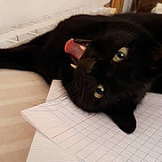 Mistic participe au concours pour gagner de l'argent avec cette photo : black, black_cat, bombay, carnivoran, cat, cat_like_mammal, domestic_short_haired_cat, floor, flooring, fur, mammal, small_to_medium_sized_cats, snout, whiskers