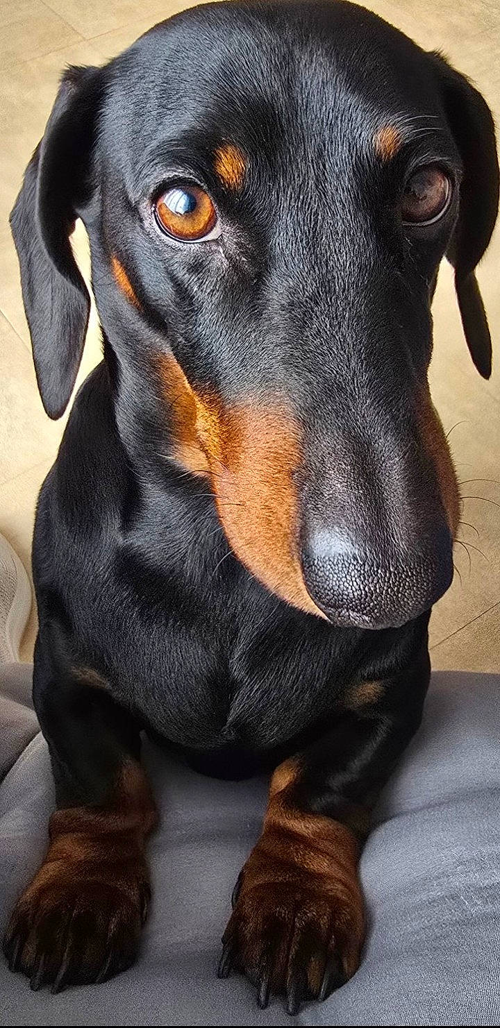 animal, black_and_tan, canine, close_up, companion, cute, dachshund, dog, ears, floor, fur, indoor, looking_up, nose, paws, pet, portrait, sitting, snout, whiskers