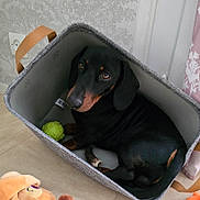 Luigi a rejoint le concours — aidez-le/la à gagner de superbes lots ! animal, basket, black_dog, brown_markings, close_up, cozy, cute, dachshund, dog, fabric, floor, green_ball, handle, indoor, looking_up, pet, plush_toy, resting, toy, wall