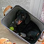 animal, basket, black_dog, brown_markings, close_up, cozy, cute, dachshund, dog, fabric, floor, green_ball, handle, indoor, looking_up, pet, plush_toy, resting, toy, wall