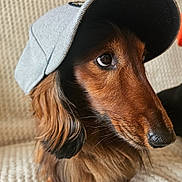 Nino a rejoint le concours — aidez-le/la à gagner de superbes lots ! animal, brown_fur, cap, close_up, couch, cozy, cute, dachshund, dog, domestic_animal, furniture, hat, indoor, long_hair, looking_away, pet, portrait, side_view, small_dog, texture