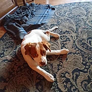 Rainbow is registered to the contest to win money with this photo: dog, brown_and_white, lying_down, rug, patterned_rug, blanket, blue_blanket, wooden_floor, indoor, pet, curious, fur, animal, home, cozy, floor, looking_at_camera, resting, domestic_animal, canine