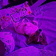 Stitch joined the competition — help win amazing prizes! dog, pet, animal, upside_down, lying_down, bed, bedroom, blanket, pillow, floral_pattern, purple_lighting, neon, indoor, relaxed, playful, portrait, closeup, ears, eyes, cozy