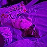 dog, pet, animal, upside_down, lying_down, bed, bedroom, blanket, pillow, floral_pattern, purple_lighting, neon, indoor, relaxed, playful, portrait, closeup, ears, eyes, cozy