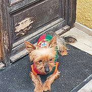 Nougat a rejoint le concours — aidez-le/la à gagner de superbes lots ! dog, small_dog, yorkshire_terrier, sweater, clothing, doormat, door, wooden_door, weathered, rustic, outdoor, pet, animal, lying_down, fur, ears, tail, pavement, calm, resting