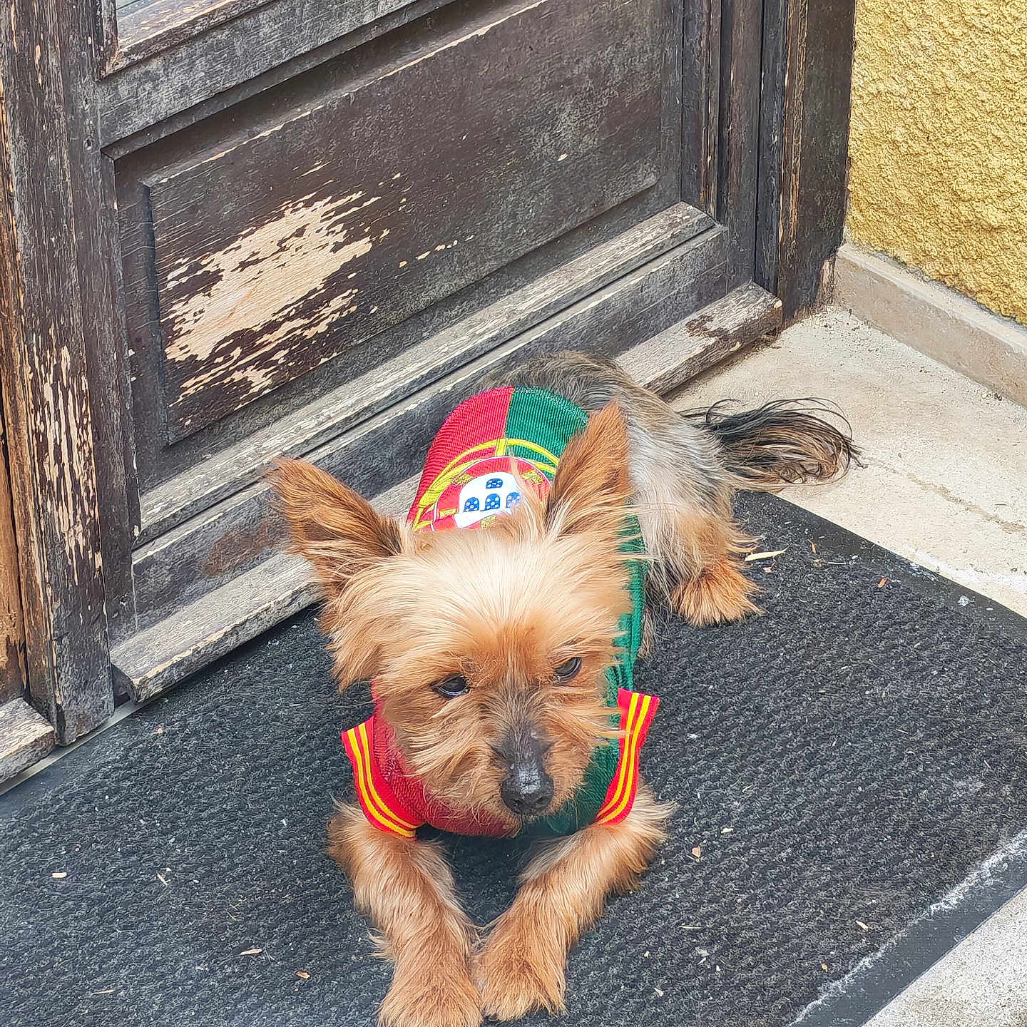 Nougat a rejoint le concours — aidez-le/la à gagner de superbes lots ! animal, calm, clothing, dog, door, doormat, ears, fur, lying_down, outdoor, pavement, pet, resting, rustic, small_dog, sweater, tail, weathered, wooden_door, yorkshire_terrier