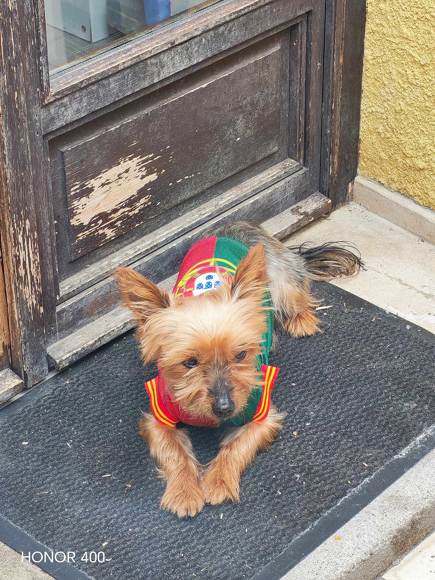 Nougat a rejoint le concours — aidez-le/la à gagner de superbes lots ! dog, small_dog, yorkshire_terrier, sweater, clothing, doormat, door, wooden_door, weathered, rustic, outdoor, pet, animal, lying_down, fur, ears, tail, pavement, calm, resting