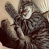 Luna a rejoint le concours — aidez-le/la à gagner de superbes lots ! cat, tabby, sleeping, napping, feline, pet, cozy, couch, leather, paws, fur, striped, relaxed, indoor, blanket, cute, resting, comfort, whiskers, animal