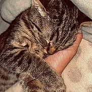 Luna participe au concours pour gagner de l'argent avec cette photo : cat, tabby, sleeping, cozy, hand, blanket, pet, animal, feline, fur, cute, resting, domestic_animal, closeup, indoors, comfort, snuggle, paw, warm, relaxation
