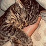 cat, tabby, sleeping, cozy, hand, blanket, pet, animal, feline, fur, cute, resting, domestic_animal, closeup, indoors, comfort, snuggle, paw, warm, relaxation
