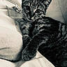 Luna a rejoint le concours — aidez-le/la à gagner de superbes lots ! cat, kitten, tabby, pet, animal, bed, blanket, resting, cute, fur, whiskers, cute_pet, domestic_animal, indoor, sleepy, young_cat, cozy, black_and_white, striped, relaxed