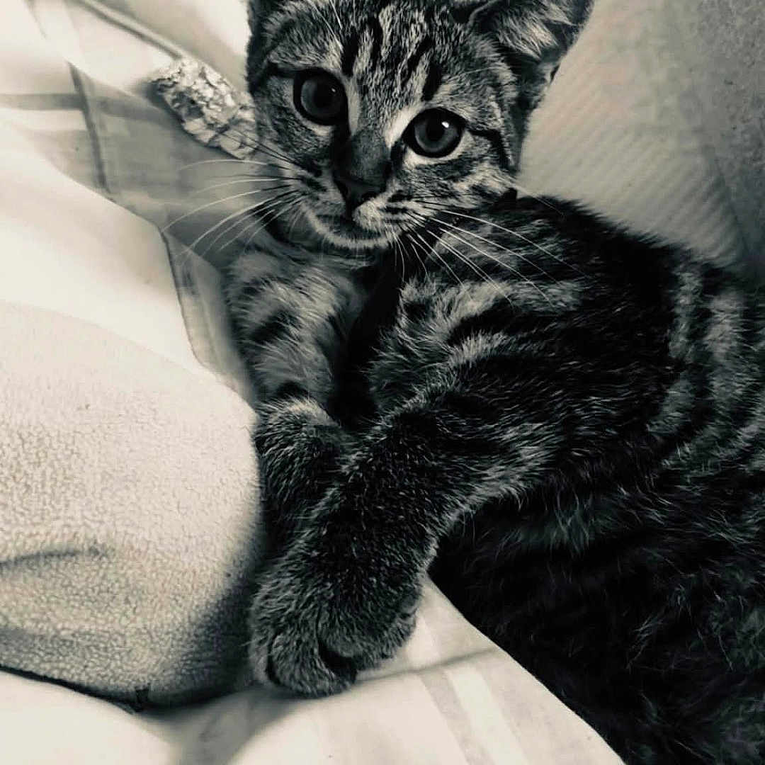 Luna a rejoint le concours — aidez-le/la à gagner de superbes lots ! cat, kitten, tabby, pet, animal, bed, blanket, resting, cute, fur, whiskers, cute_pet, domestic_animal, indoor, sleepy, young_cat, cozy, black_and_white, striped, relaxed