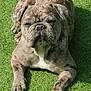 dog, bulldog, brindle, grass, outdoor, pet, animal, lying_down, sunlight, canine, mammal, relaxed, nature, summer, daylight, paw, face, fur, resting, friendly