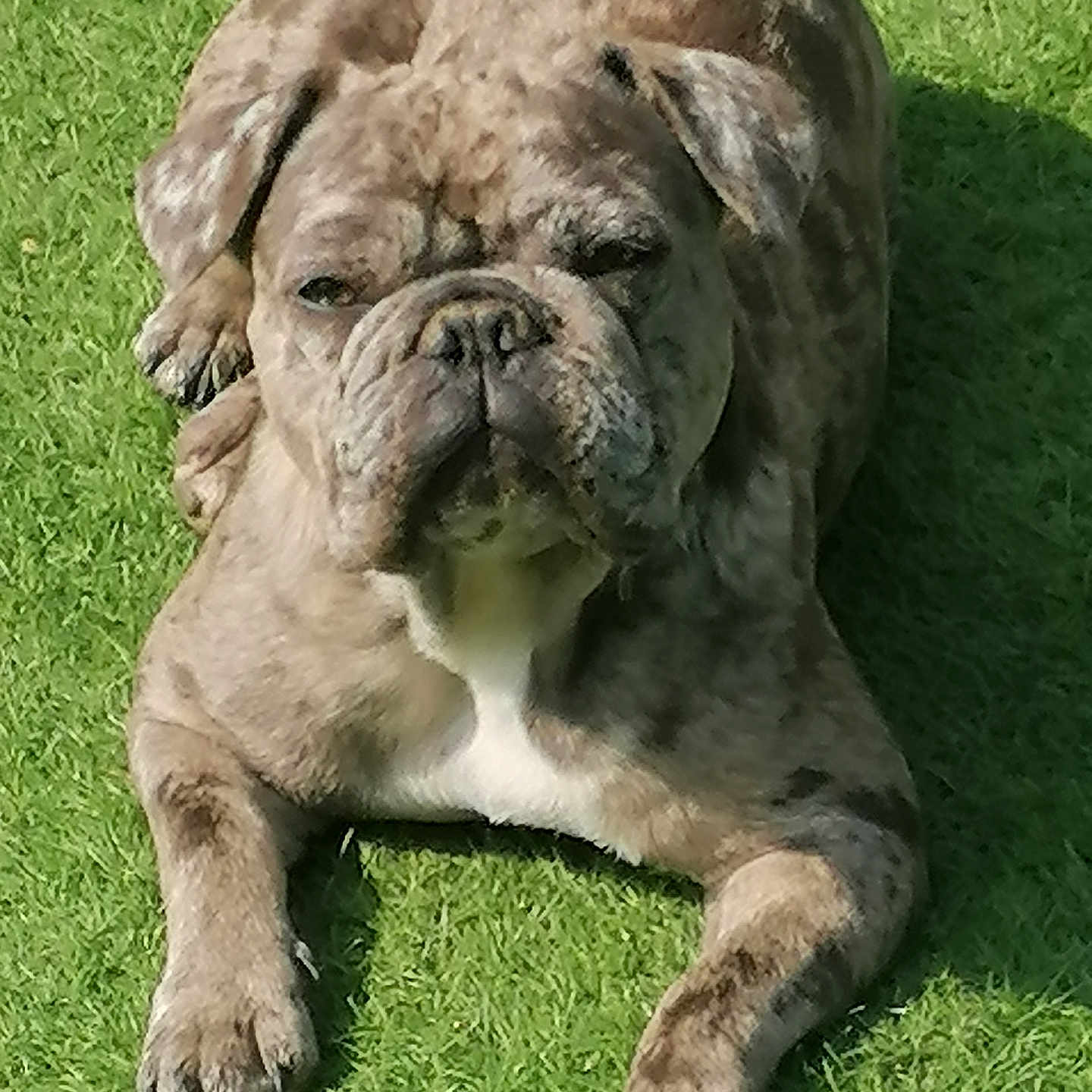 Tessy a rejoint le concours — aidez-le/la à gagner de superbes lots ! animal, brindle, bulldog, canine, daylight, dog, face, friendly, fur, grass, lying_down, mammal, nature, outdoor, paw, pet, relaxed, resting, summer, sunlight