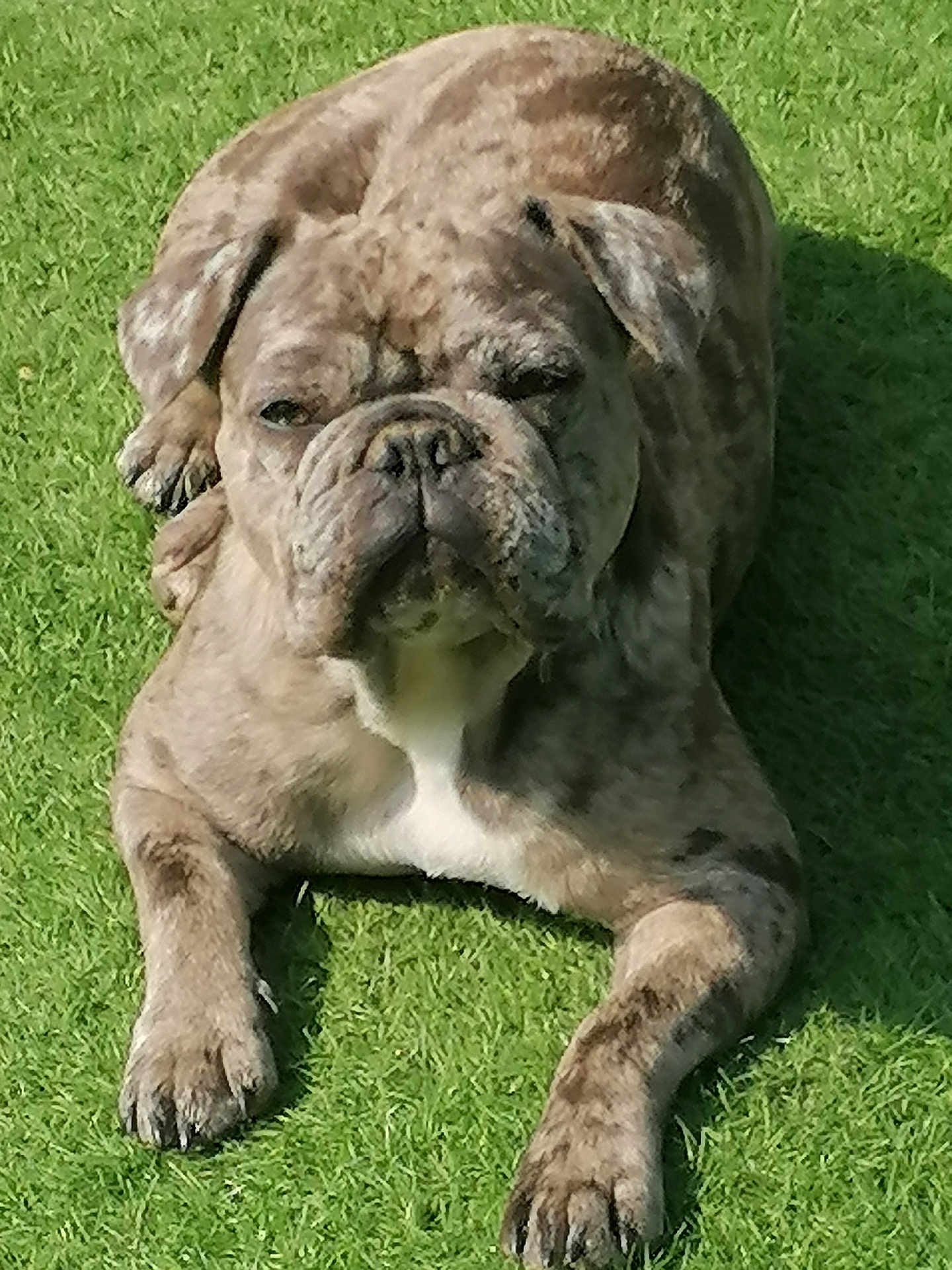 Tessy a rejoint le concours — aidez-le/la à gagner de superbes lots ! dog, bulldog, brindle, grass, outdoor, pet, animal, lying_down, sunlight, canine, mammal, relaxed, nature, summer, daylight, paw, face, fur, resting, friendly