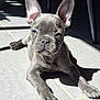 dog, puppy, french_bulldog, gray_dog, tiled_floor, sunlight, shadow, ears, pet, animal, laying_down, indoor, close_up, cute, young_dog, floor_tiles, sunbeam, whiskers, paw, relaxed