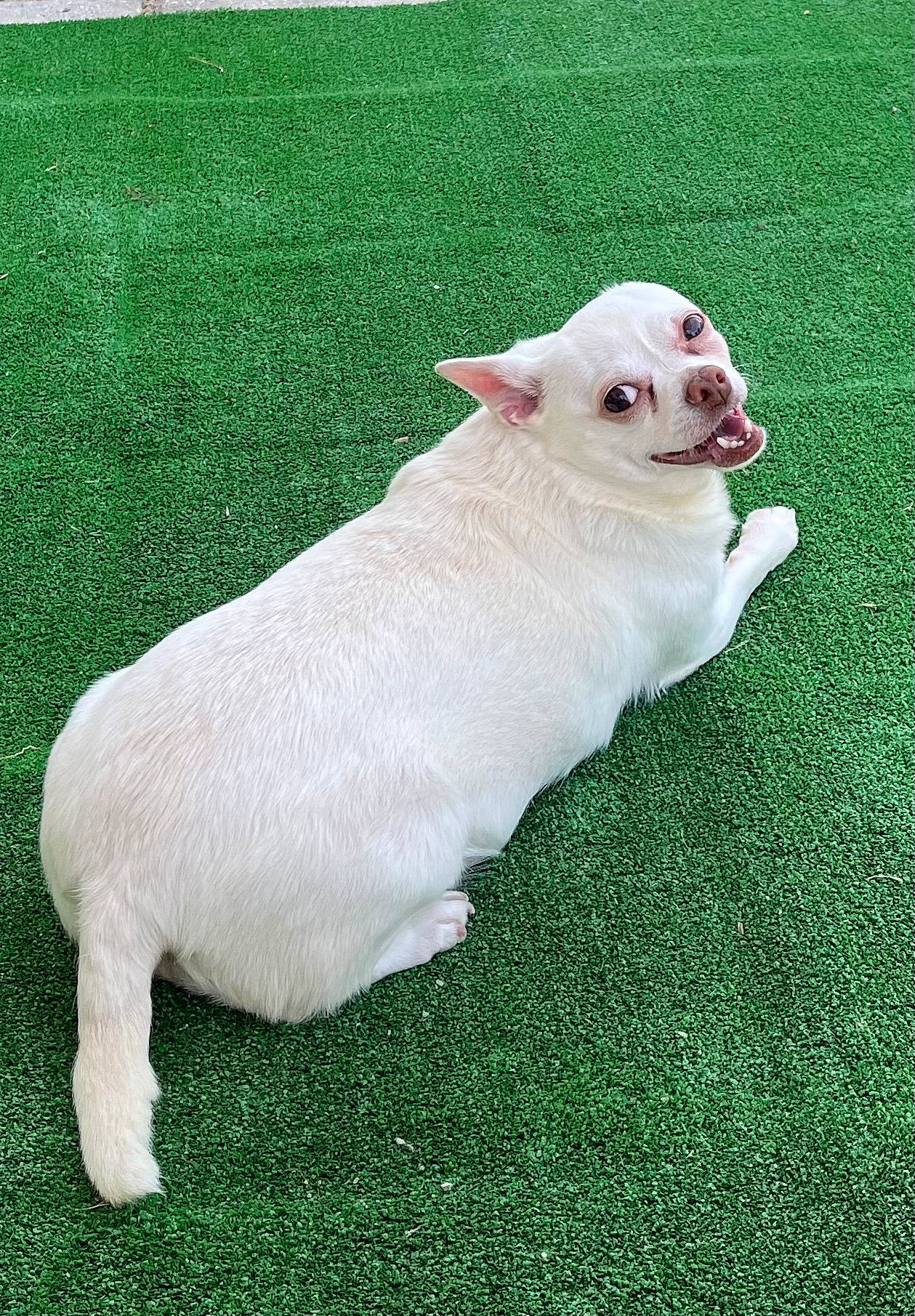 Bella is registered to the contest to win money with this photo: canidae, carnivore, companion_dog, dog, dog_breed, fawn, fur, grass, grassland, human_leg, non_sporting_group, pasture, paw, snout, sporting_group, tail, terrestrial_animal, whiskers, working_animal