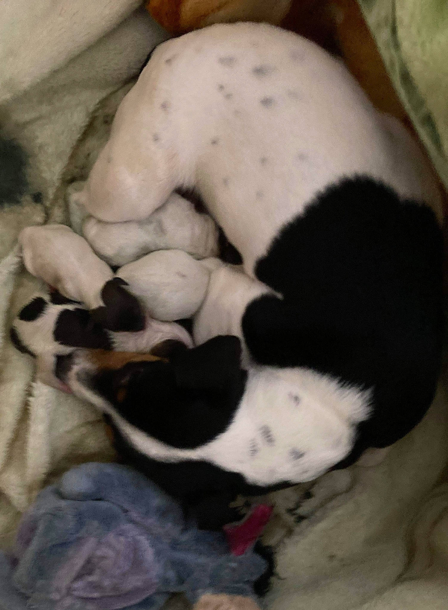 Ophelia participe au concours pour gagner de l'argent avec cette photo : canidae, carnivore, danish_swedish_farmdog, dog, dog_breed, mammal, non_sporting_group, pointer, puppy, sporting_group, treeing_feist, vertebrate