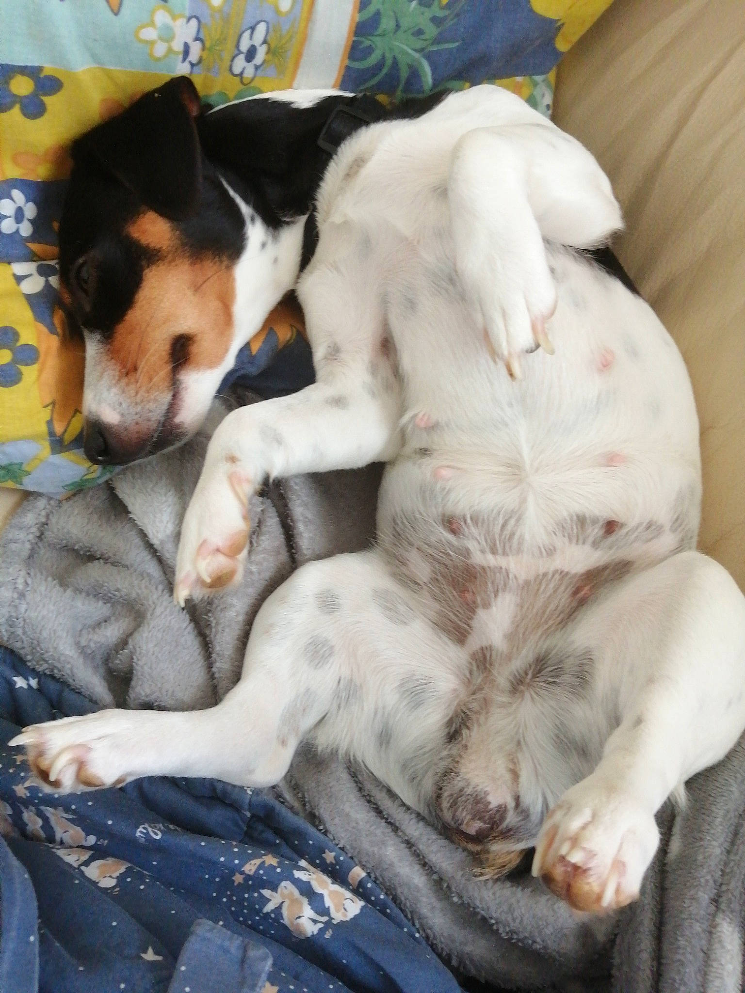 Ophelia participe au concours pour gagner de l'argent avec cette photo : brazilian_terrier, canidae, carnivore, chilean_fox_terrier, companion_dog, danish_swedish_farmdog, dog, dog_breed, fox_terrier, mammal, miniature_fox_terrier, nap, puppy, puppy_love, rat_terrier, ratonero_bodeguero_andaluz, russell_terrier, smooth_fox_terrier, teddy_roosevelt_terrier, vertebrate