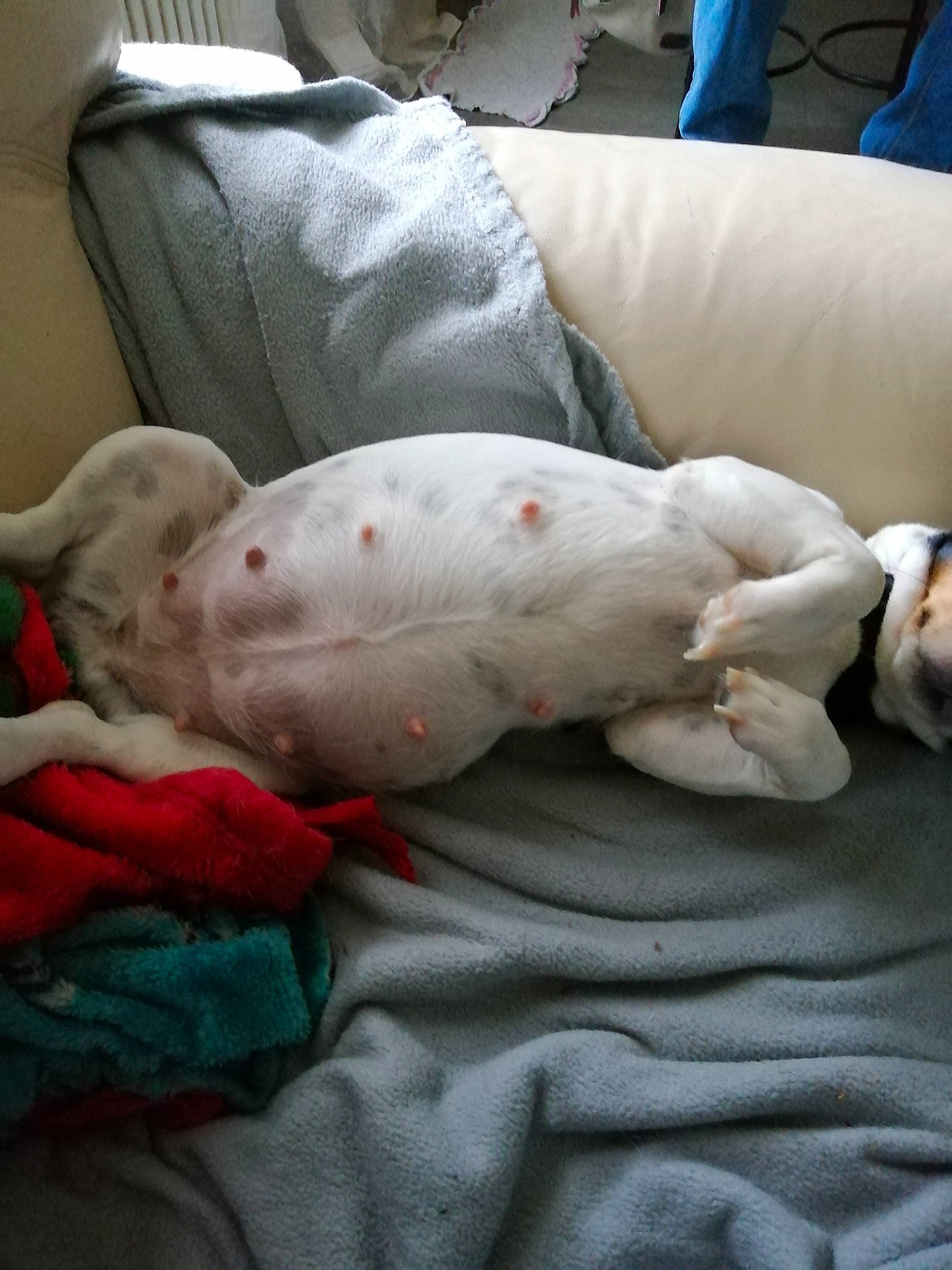 Ophelia participe au concours pour gagner de l'argent avec cette photo : american_bulldog, canidae, carnivore, dog, dog_breed, dogo_argentino, non_sporting_group, pointer