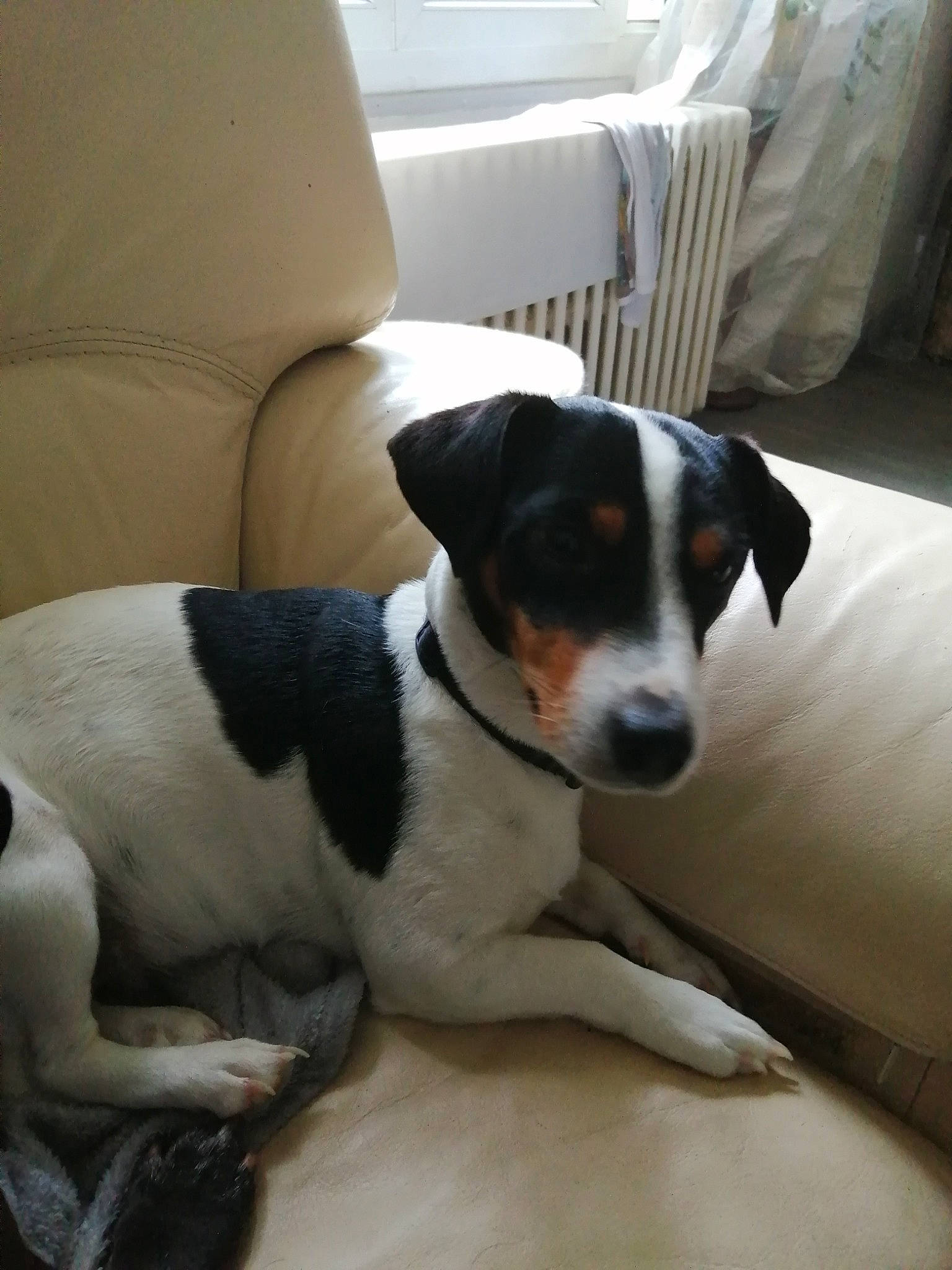 Ophelia participe au concours pour gagner de l'argent avec cette photo : brazilian_terrier, canidae, carnivore, chilean_fox_terrier, companion_dog, danish_swedish_farmdog, dog, dog_breed, feist, jack_russell_terrier, japanese_terrier, mammal, miniature_fox_terrier, rare_breed_dog, rat_terrier, ratonero_bodeguero_andaluz, smooth_fox_terrier, sporting_group, teddy_roosevelt_terrier, vertebrate