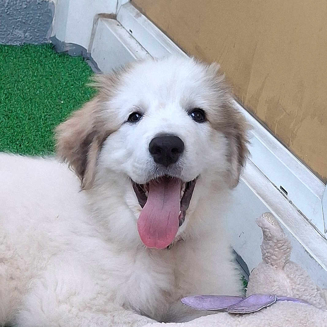 Belle a rejoint le concours — aidez-le/la à gagner de superbes lots ! puppy, dog, happy, tongue_out, fluffy, toy, plush_toy, green_grass, artificial_grass, door, indoor, pet, cute, smiling, young_dog, fur, animal, background, resting, playful