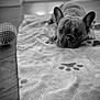 dog, french_bulldog, blanket, paw_prints, toy, floor, wooden_floor, pet, animal, indoor, laying_down, resting, black_and_white, close_up, ears, face, eyes, snout, fur, quiet