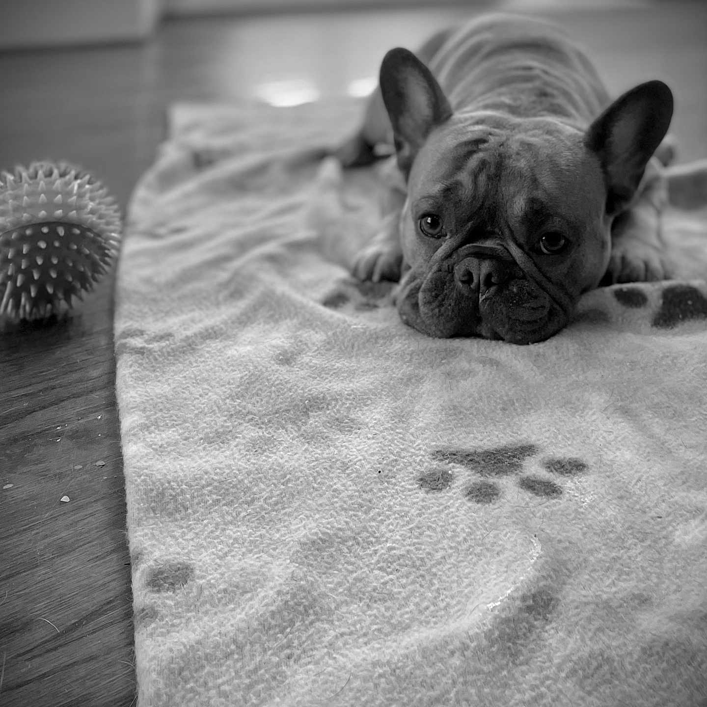 Bentley is registered to the contest to win money with this photo: animal, black_and_white, blanket, close_up, dog, ears, eyes, face, floor, french_bulldog, fur, indoor, laying_down, paw_prints, pet, quiet, resting, snout, toy, wooden_floor