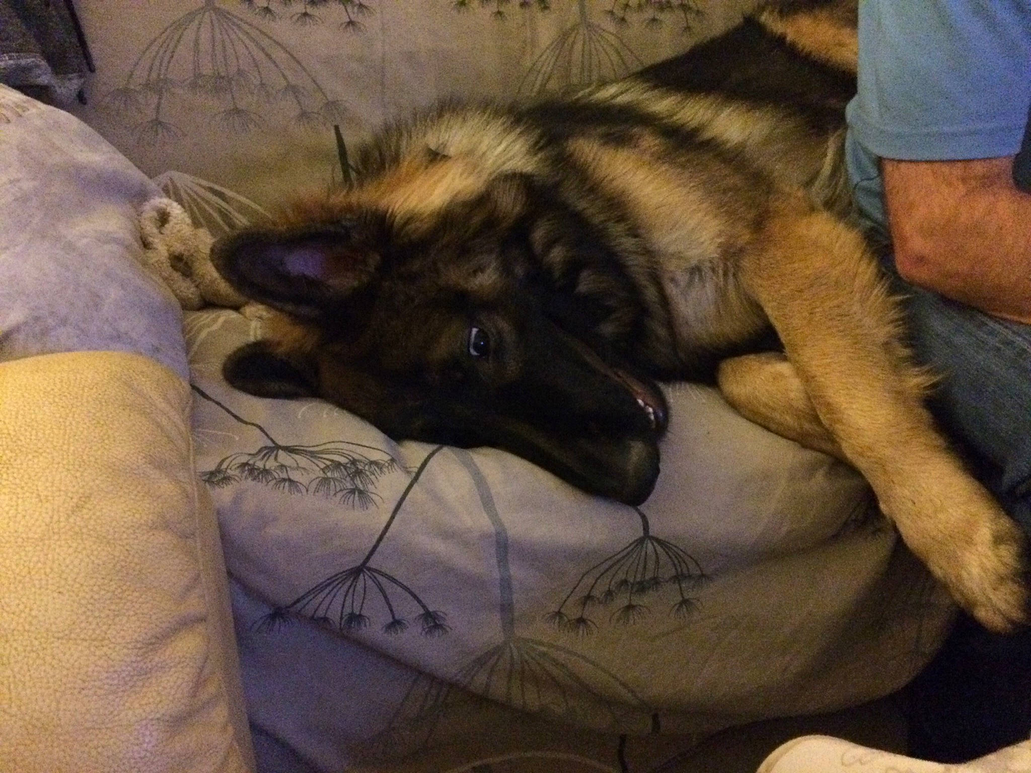 Presley participe au concours pour gagner de l'argent avec cette photo : belgian_shepherd_malinois, canidae, canis, carnivore, dog, dog_breed, ear, fawn, german_shepherd_dog, hand, king_shepherd, kunming_wolfdog, nap, norwegian_elkhound, skin, sleep, snout, wolfdog