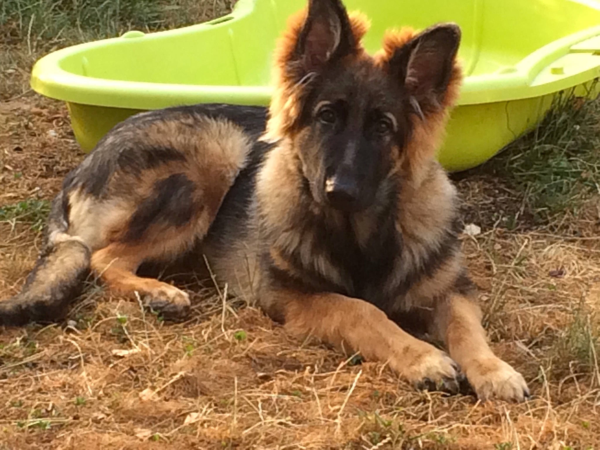 Presley participe au concours pour gagner de l'argent avec cette photo : belgian_shepherd_malinois, bohemian_shepherd, canidae, carnivore, dog, dog_breed, dutch_shepherd_dog, east_european_shepherd, german_shepherd_dog, herding_dog, king_shepherd, kunming_wolfdog, mammal, old_german_shepherd_dog, rare_breed_dog, shiloh_shepherd_dog, sporting_group, tervuren, vertebrate, working_dog