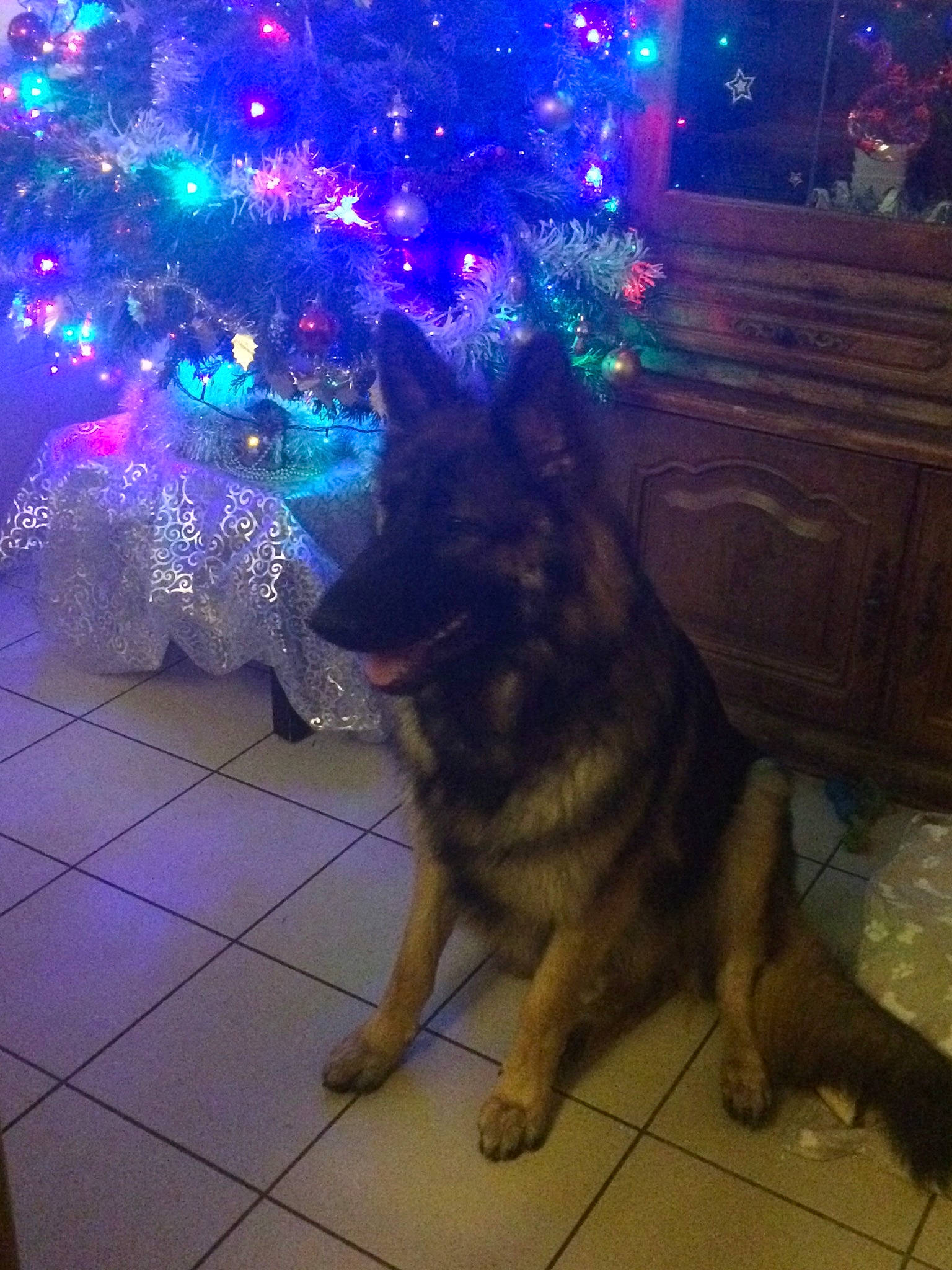 Presley a rejoint le concours — aidez-le/la à gagner de superbes lots ! canidae, carnivore, christmas, christmas_tree, dog, dog_breed, east_european_shepherd, fawn, german_shepherd_dog, herding_dog, king_shepherd, old_german_shepherd_dog, snout, tree, working_dog