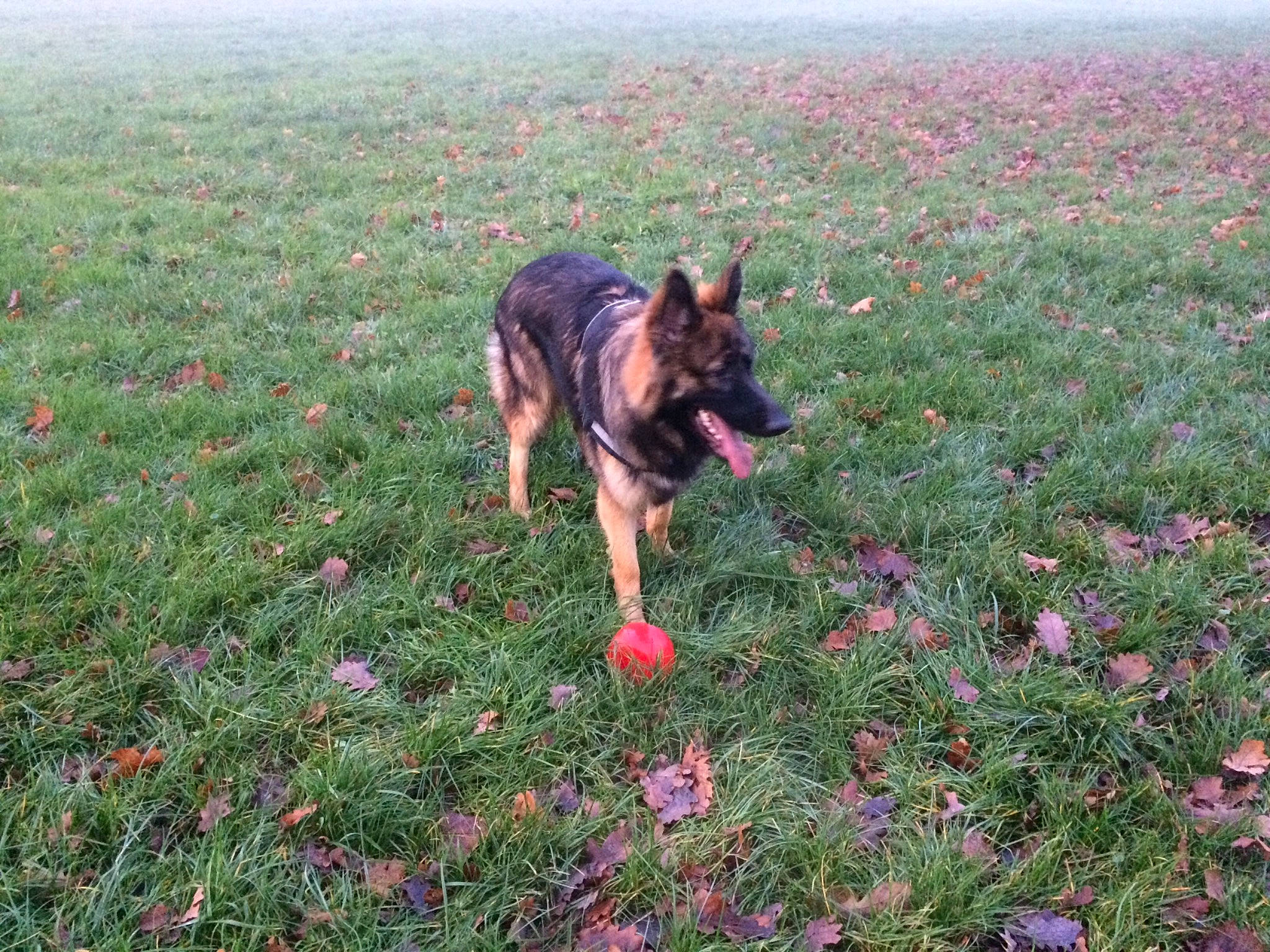 Presley a rejoint le concours — aidez-le/la à gagner de superbes lots ! canidae, carnivore, dog, dog_breed, east_european_shepherd, flower, german_shepherd_dog, grass, herding_dog, king_shepherd, kunming_wolfdog, mammal, old_german_shepherd_dog, plant, rare_breed_dog, shiloh_shepherd_dog, vertebrate, working_dog