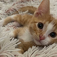 Toulouse is registered to the contest to win money with this photo: kitten, cat, orange_cat, white_cat, fluffy_blanket, pet, cute, young_cat, animal, indoor, cozy, fur, whiskers, relaxed, small_animal, looking_at_camera, soft_texture, sleepy, domestic_cat, closeup