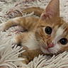 kitten, cat, orange_cat, white_cat, fluffy_blanket, pet, cute, young_cat, animal, indoor, cozy, fur, whiskers, relaxed, small_animal, looking_at_camera, soft_texture, sleepy, domestic_cat, closeup