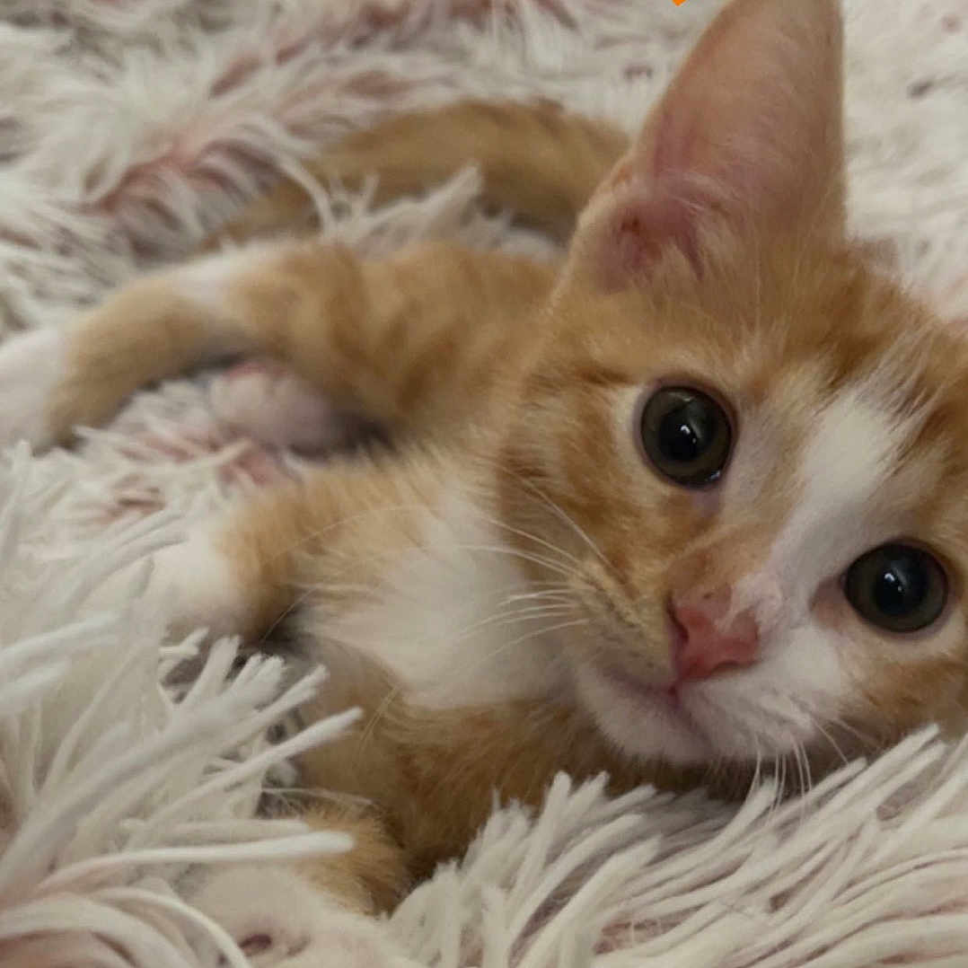 Toulouse is registered to the contest to win money with this photo: kitten, cat, orange_cat, white_cat, fluffy_blanket, pet, cute, young_cat, animal, indoor, cozy, fur, whiskers, relaxed, small_animal, looking_at_camera, soft_texture, sleepy, domestic_cat, closeup